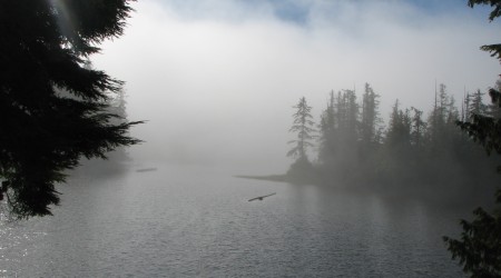 Fog during day